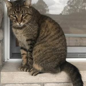 Lost Cat Tiberius