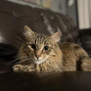 Image of Tobi, Lost Cat