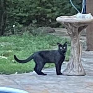 Found Cat Unknown