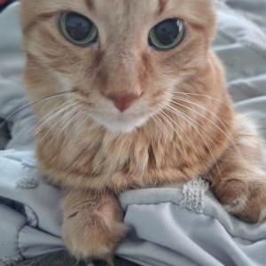 Image of BB, Lost Cat