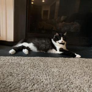 Lost Cat Diesel