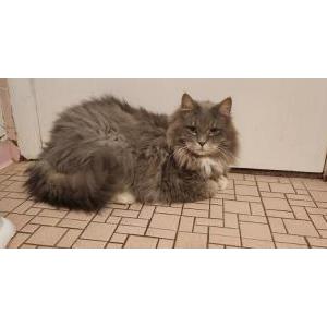 Lost Cat Milo