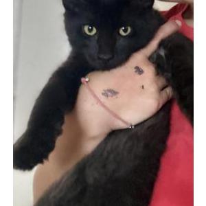 Lost Cat Fluffy