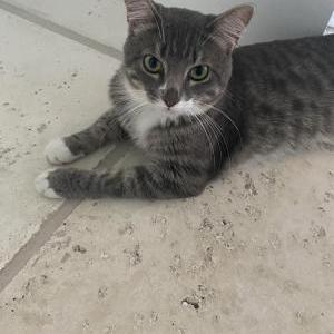 Image of Mr Jingles, Lost Cat