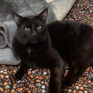 Lost Cat Apollo