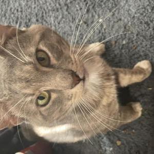 Lost Cat Bojack