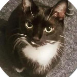 Image of Pepper, Lost Cat