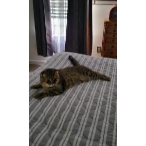 Image of Agat, Lost Cat