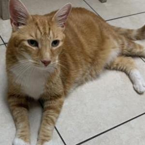 Image of Buffy, Lost Cat