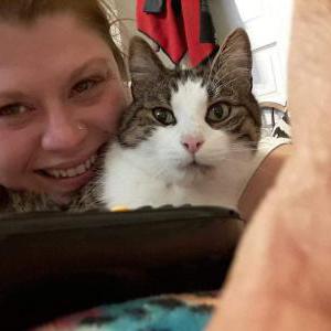 Lost Cat Bully