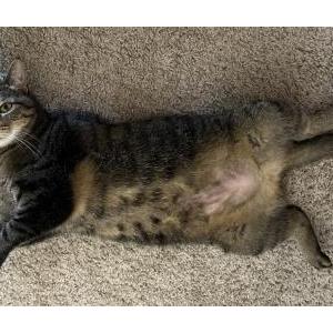 Image of Olive, Lost Cat