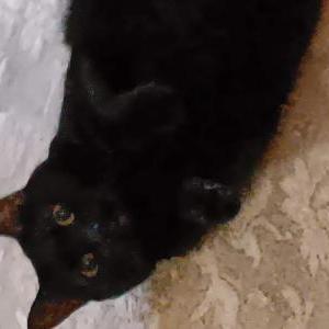 Image of Mystic Seaport, Lost Cat