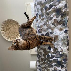 Image of Leomar, Lost Cat