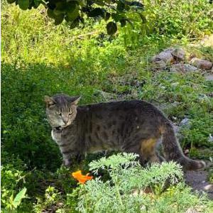 Lost Cat Kingsley