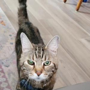 Image of Scobee, Lost Cat