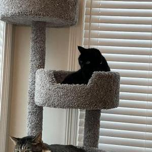 Lost Cat Minksy