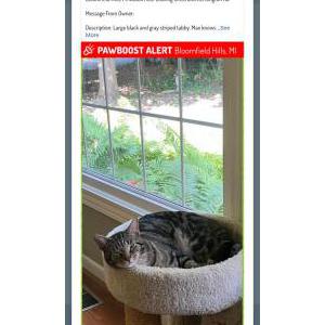 Image of Max, Lost Cat