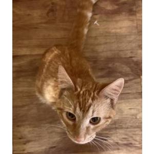 Image of ButterScotch/Butters, Lost Cat