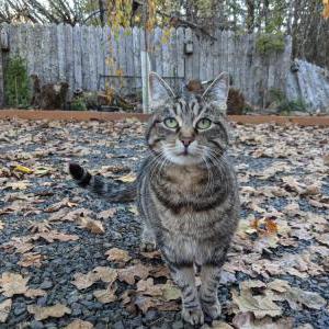 Image of Kitty or Kit Kat, Lost Cat