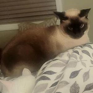 Lost Cat Samson