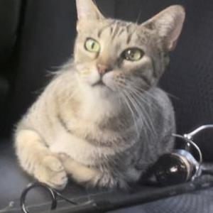 Image of Unknown, Found Cat
