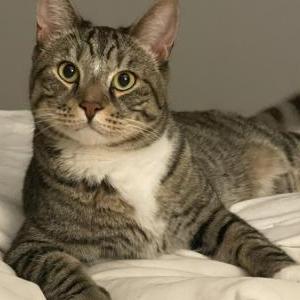Lost Cat Oliver