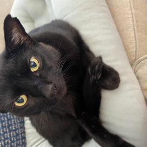 Image of Toodles, Lost Cat