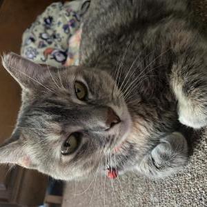 Lost Cat Mocha
