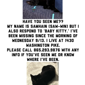 Lost Cat Samhain