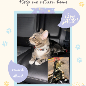 Image of Jack, Lost Cat