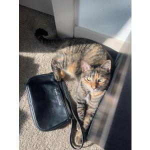 Lost Cat Xenai