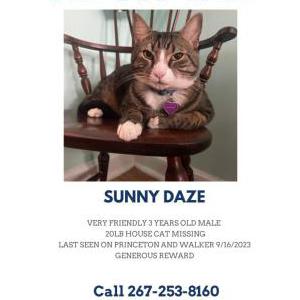 Image of Sunny Daze, Lost Cat