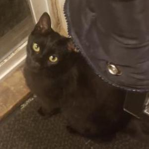 Lost Cat Gypsy