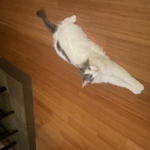 Image of Taco, Lost Cat