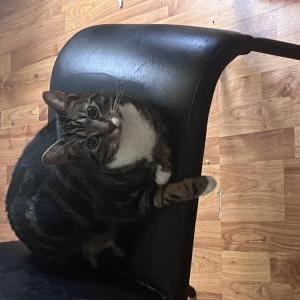 Image of Franki, Lost Cat