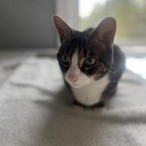 Image of Kit Kat, Lost Cat