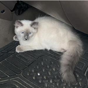 Image of leche, Lost Cat