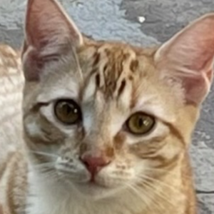 Image of Frieda, Lost Cat