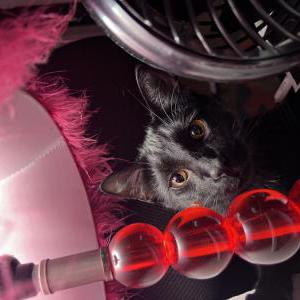 Lost Cat Salem