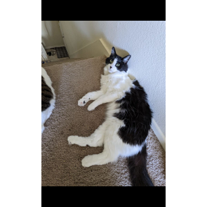 Image of Max, Lost Cat