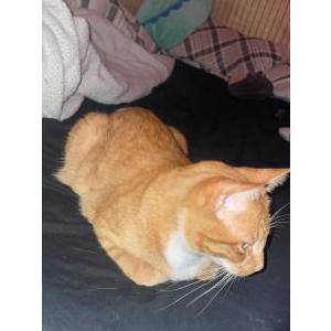Lost Cat Pumpkin