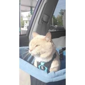 Image of Ty, Lost Cat