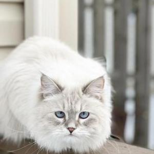 Image of Mia, Lost Cat