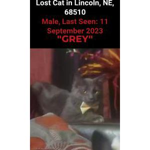 Lost Cat Baby grey