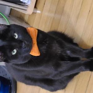 Image of Henry - Black cat, Lost Cat