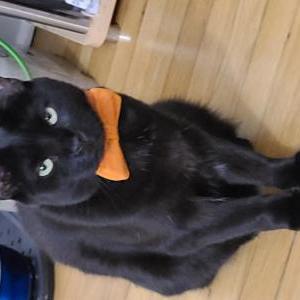 Lost Cat Henry - Black cat