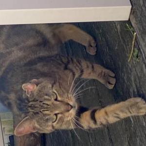 Image of Unknown, Found Cat