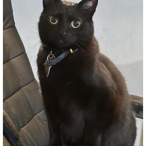 Image of Jamie Lee Purtis, Lost Cat