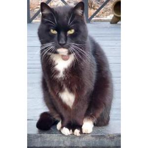 Image of Tuxie, Lost Cat