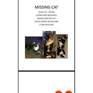 Image of Athena, Lost Cat